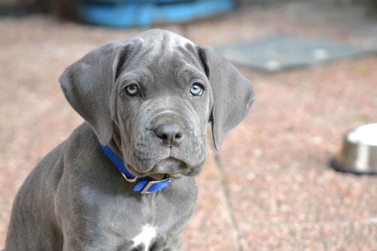 Deutsche Dogge