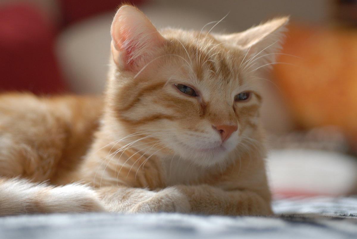Katze Europäisch Kurzhaar