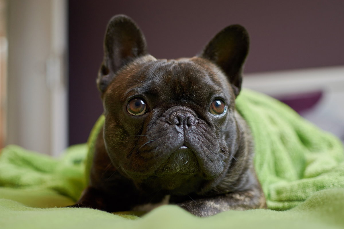 Französische Bulldogge