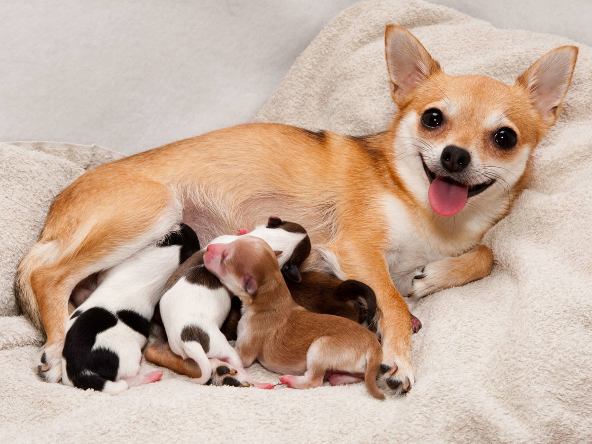Hundemutter mit Welpen