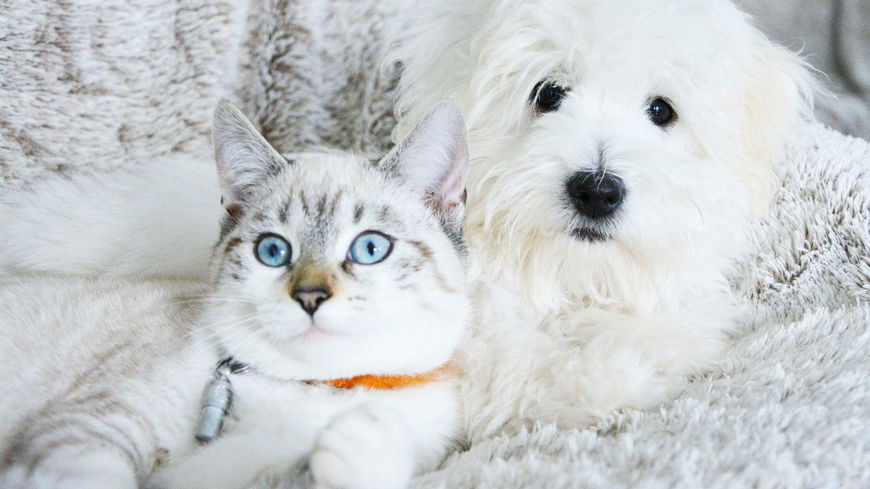 5 Tipps, um Hunde und Katzen aneinander zu gewöhnen