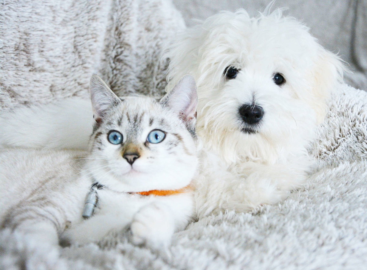Hund und Katze