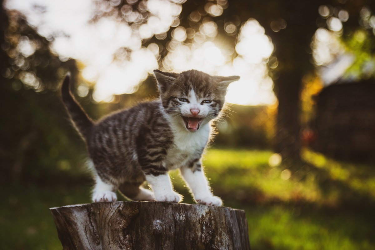 Katzenbabys