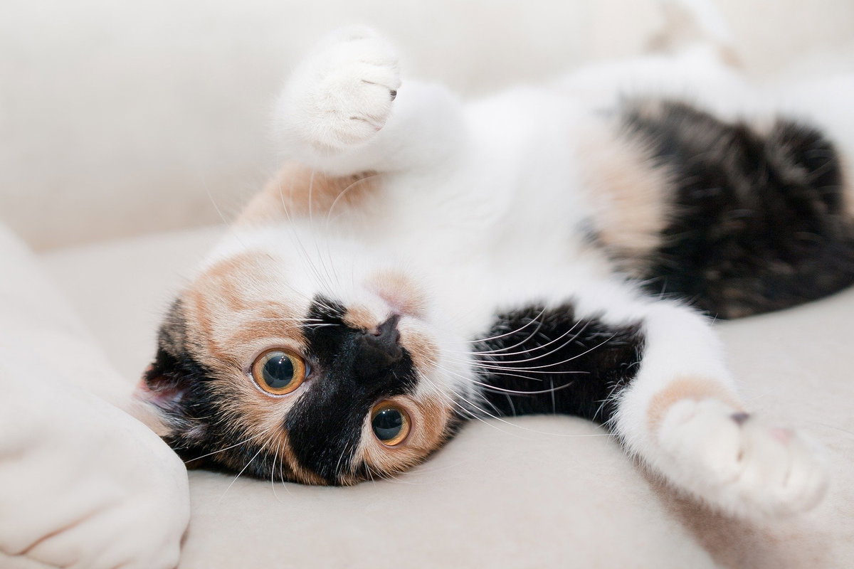Katzenbabys