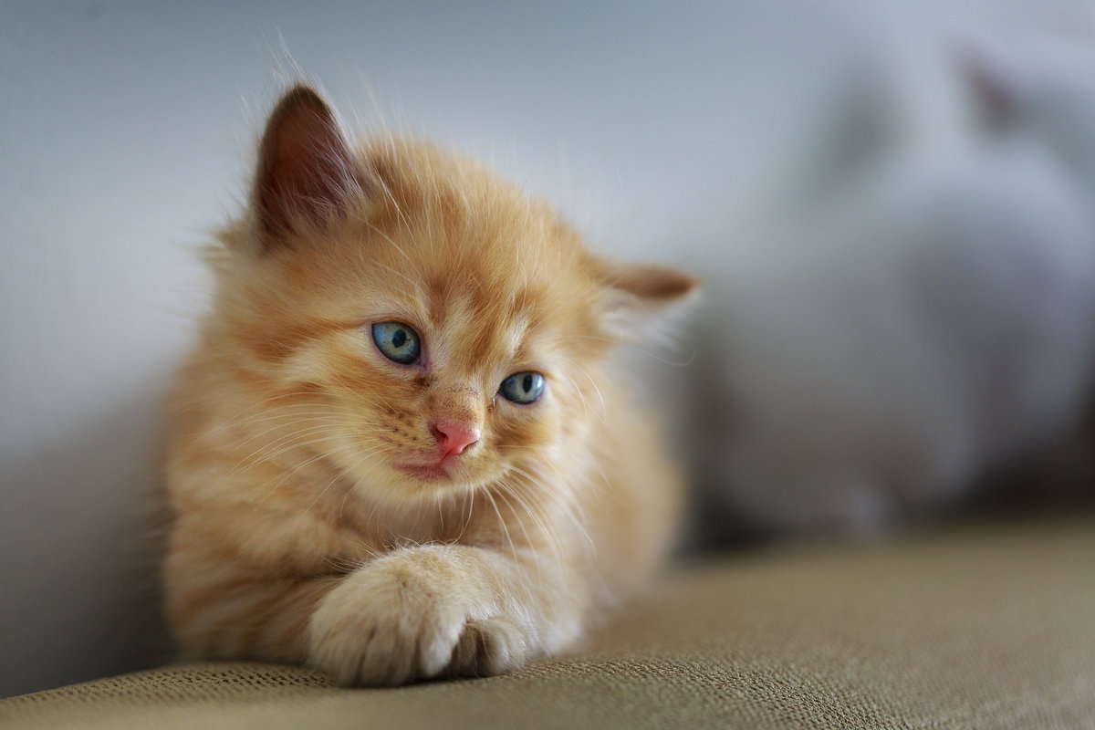 Katzenbabys