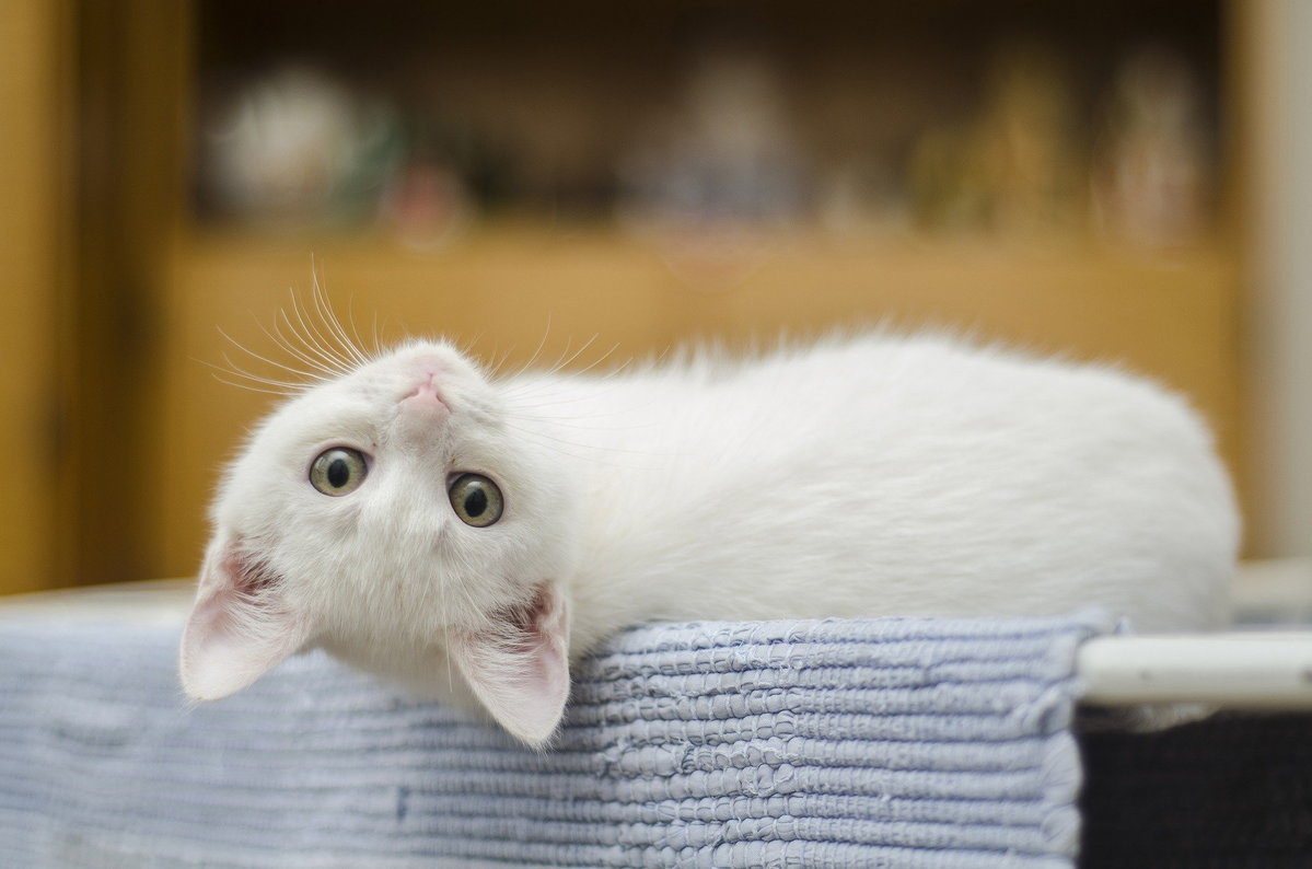 Katzenbabys