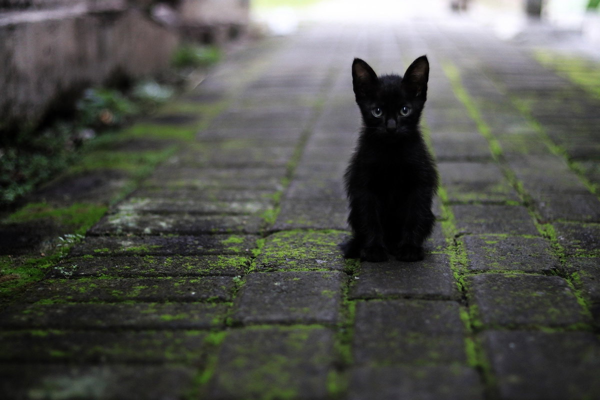 Katzenbabys