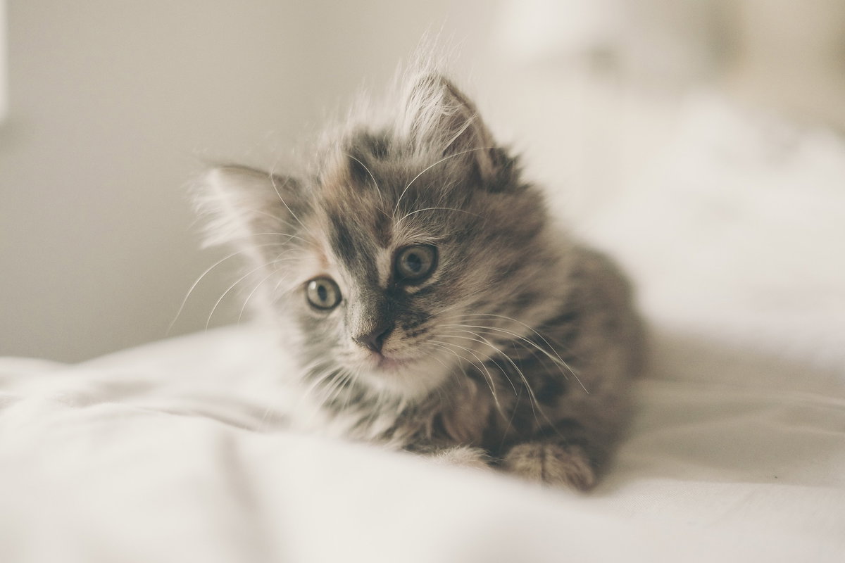 Katzenbabys