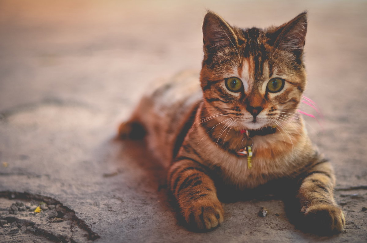 Katzenbabys