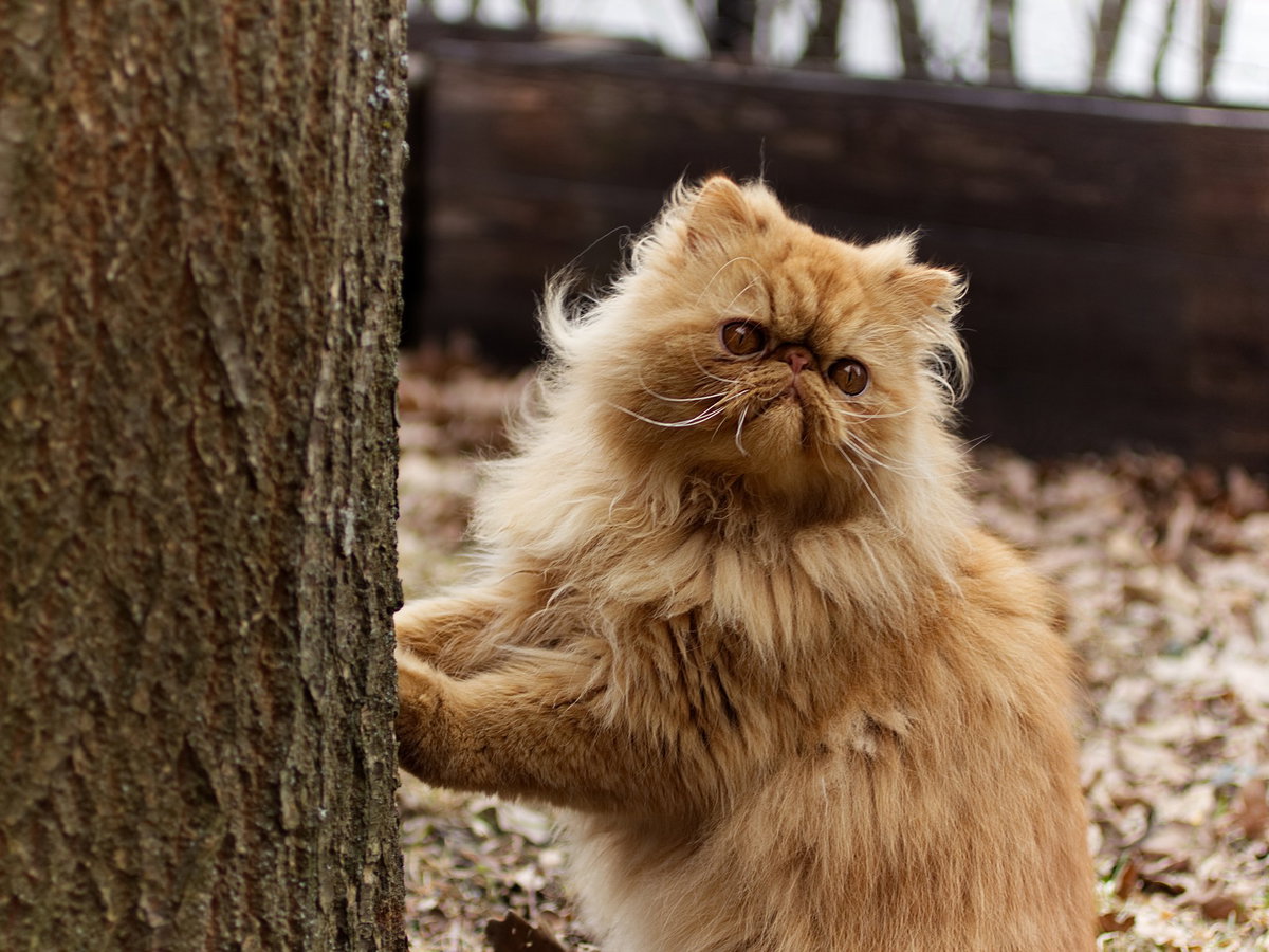 Perserkatze
