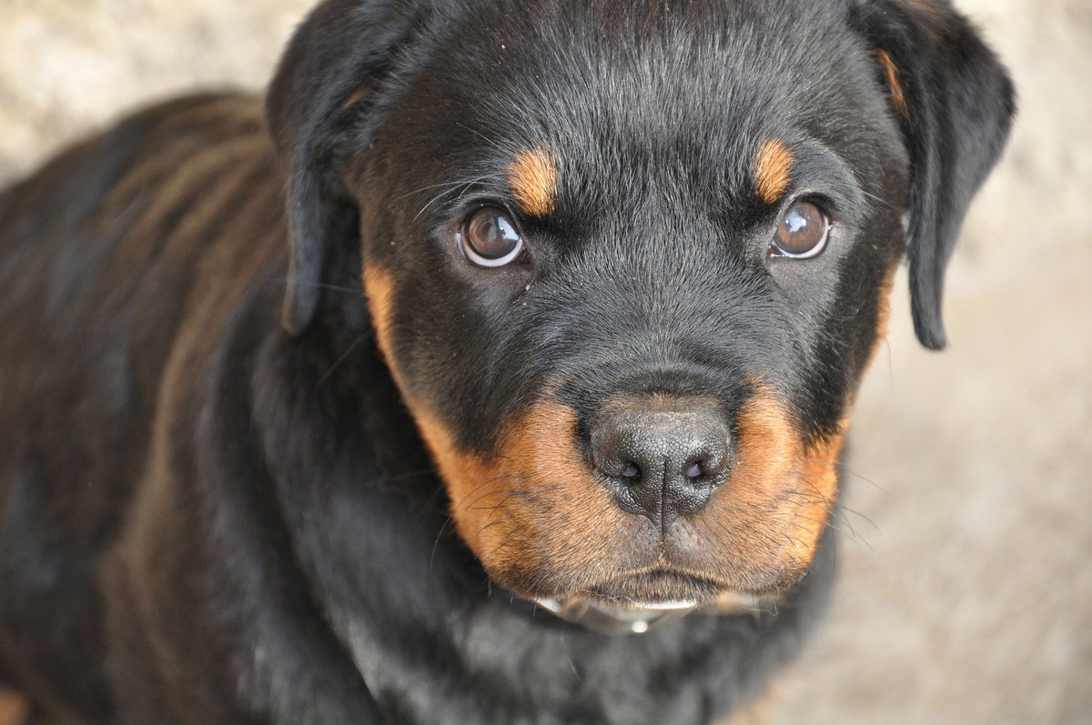 Rottweiler