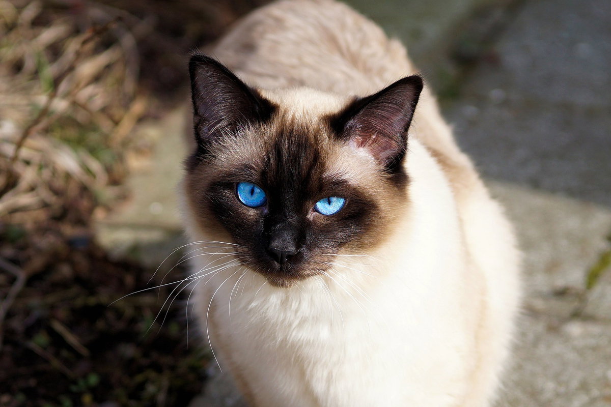 Siamkatze
