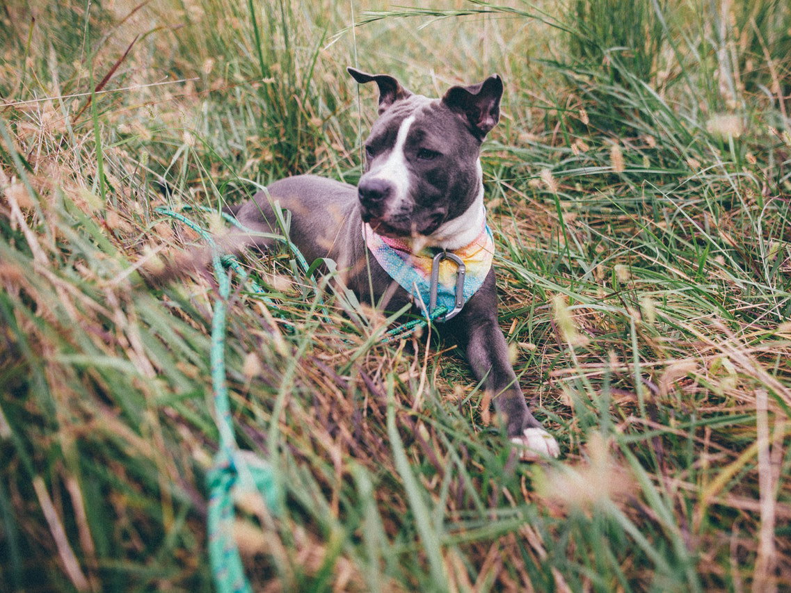 Staffordshire Terrier liegt im Gras.