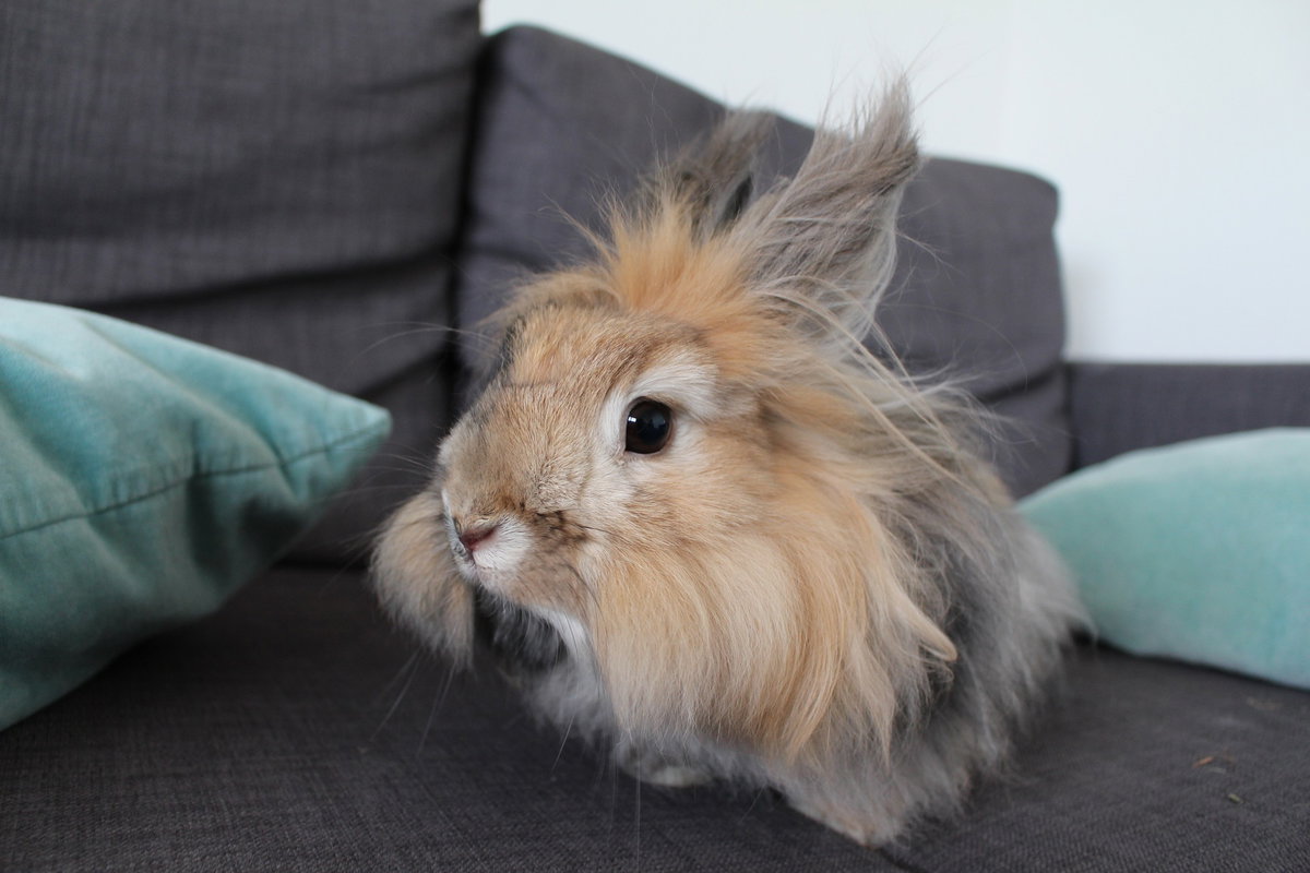 Angora Kaninchen