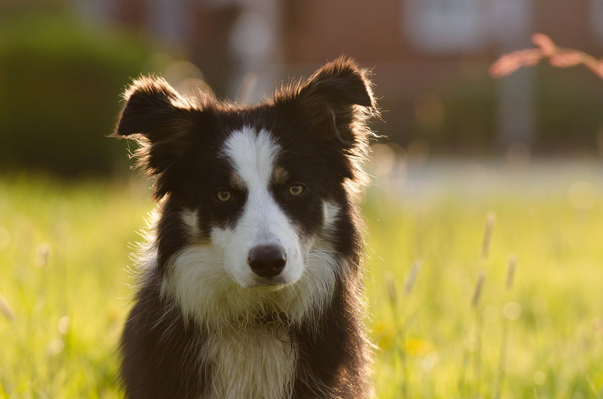 Border Collie