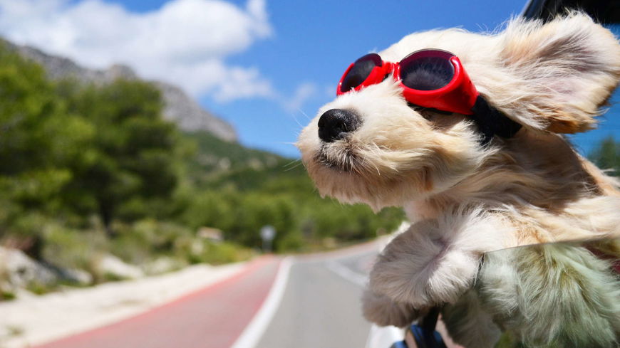 Urlaub mit dem Hund: 5 Dinge, die du beachten musst