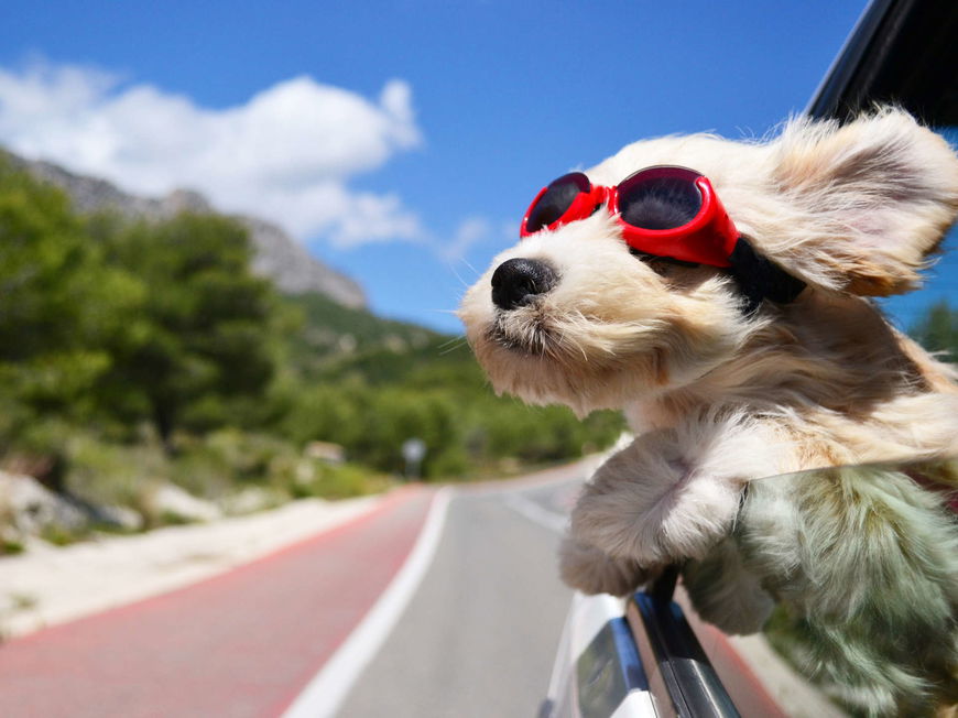 Urlaub mit dem Hund: 5 Dinge, die du beachten musst