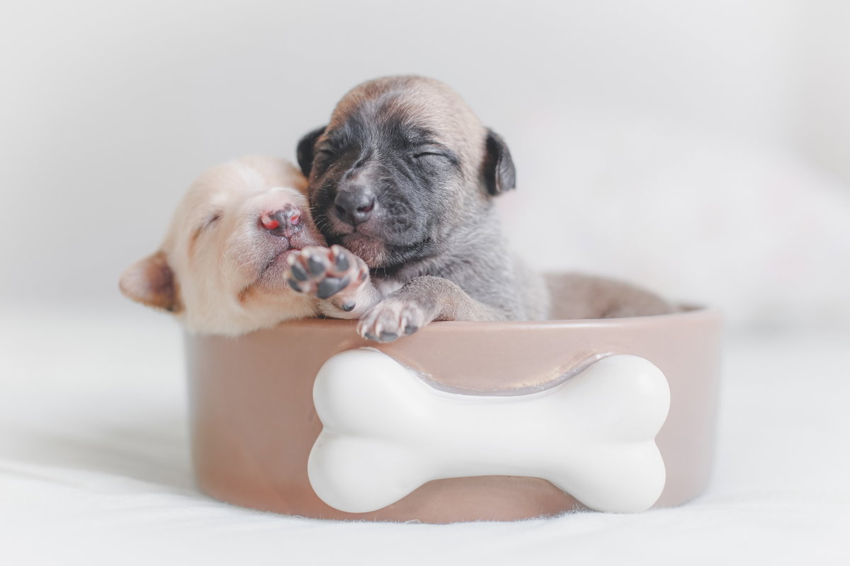 Hundewelpen