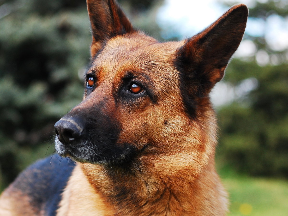 Schäferhund