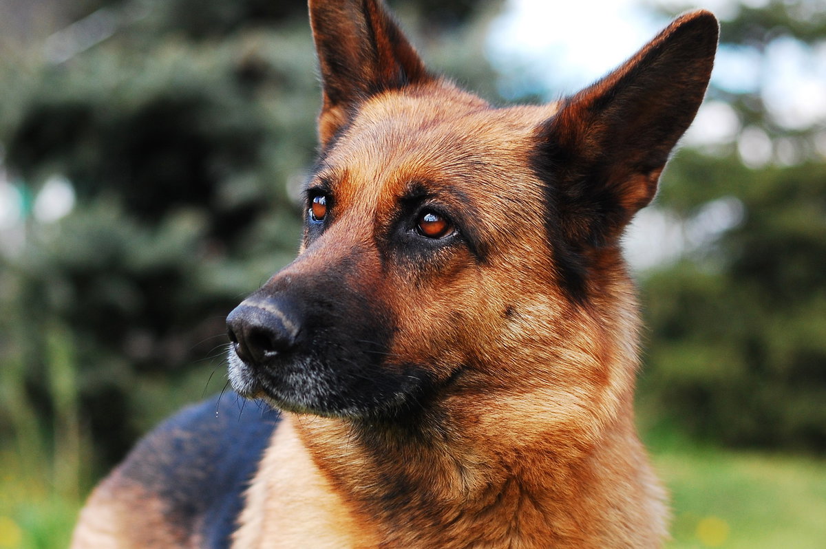 Schäferhund