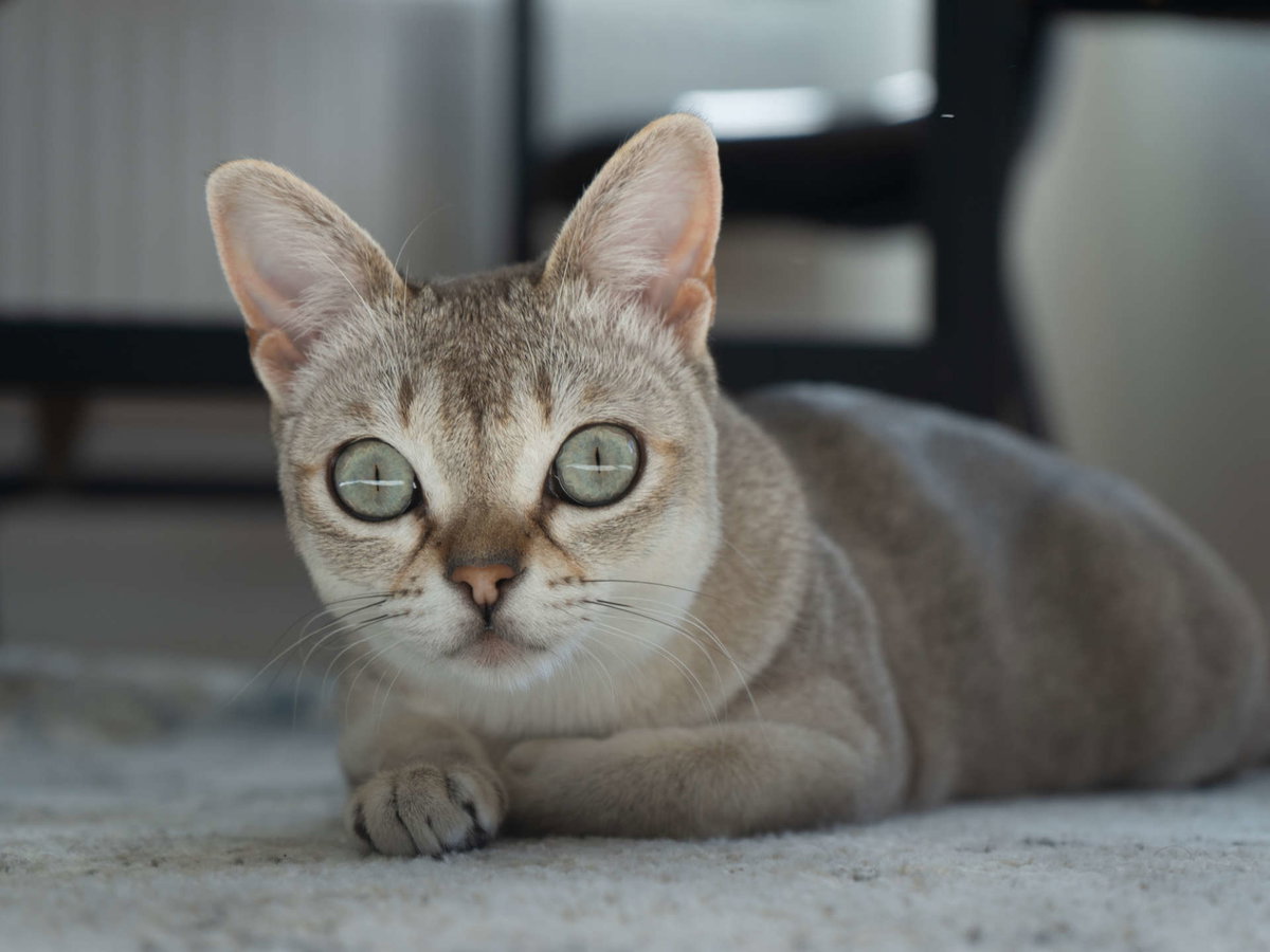 Singapura Katze