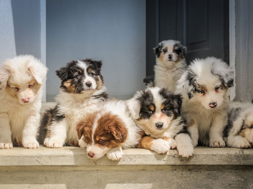 Hundebaby eingewöhnen: 4 Tipps für die ersten Tage mit deinem Welpen