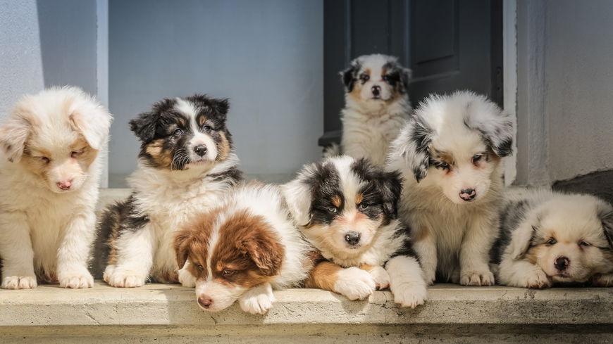 Hundebaby eingewöhnen: 4 Tipps für die ersten Tage mit deinem Welpen