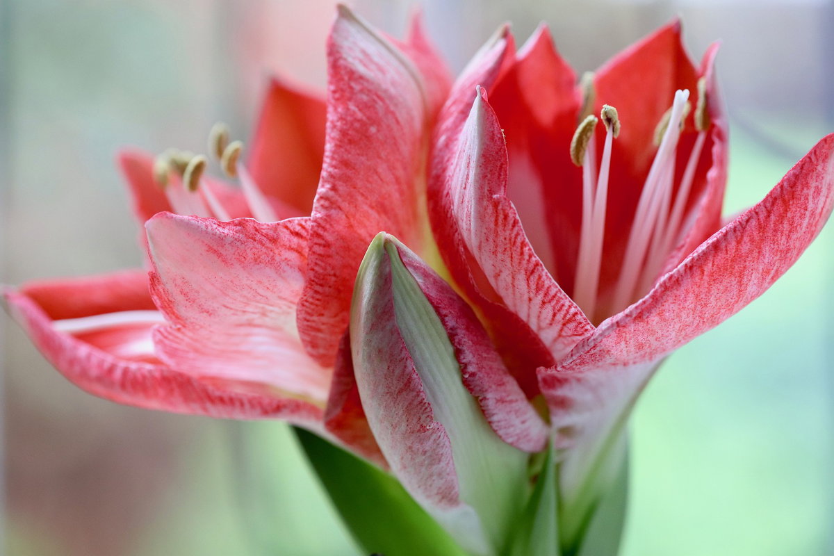 Amaryllis