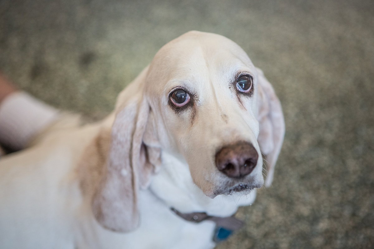 Basset