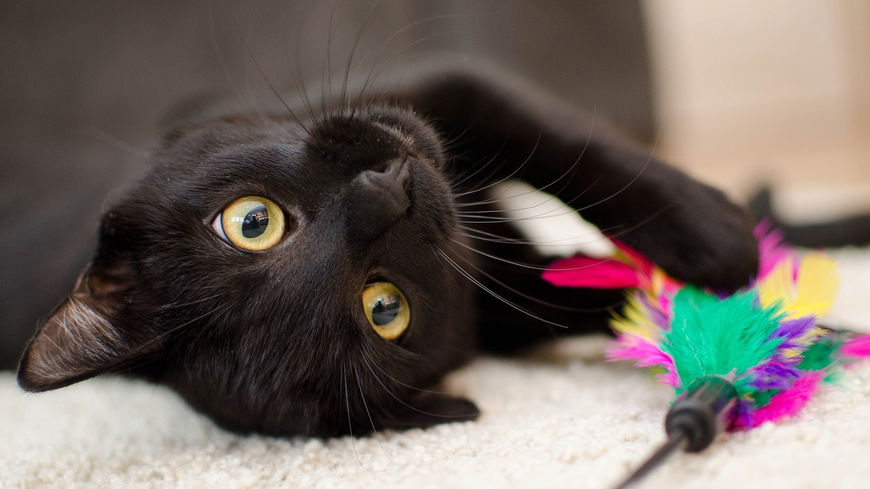 5 Gadgets für glückliche Katzen: Spielzeug, Kratzbäume und mehr