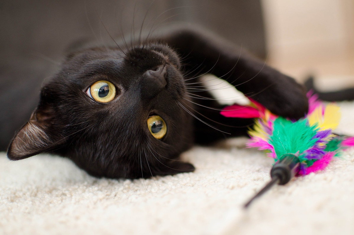 Bombay Katze schwarz