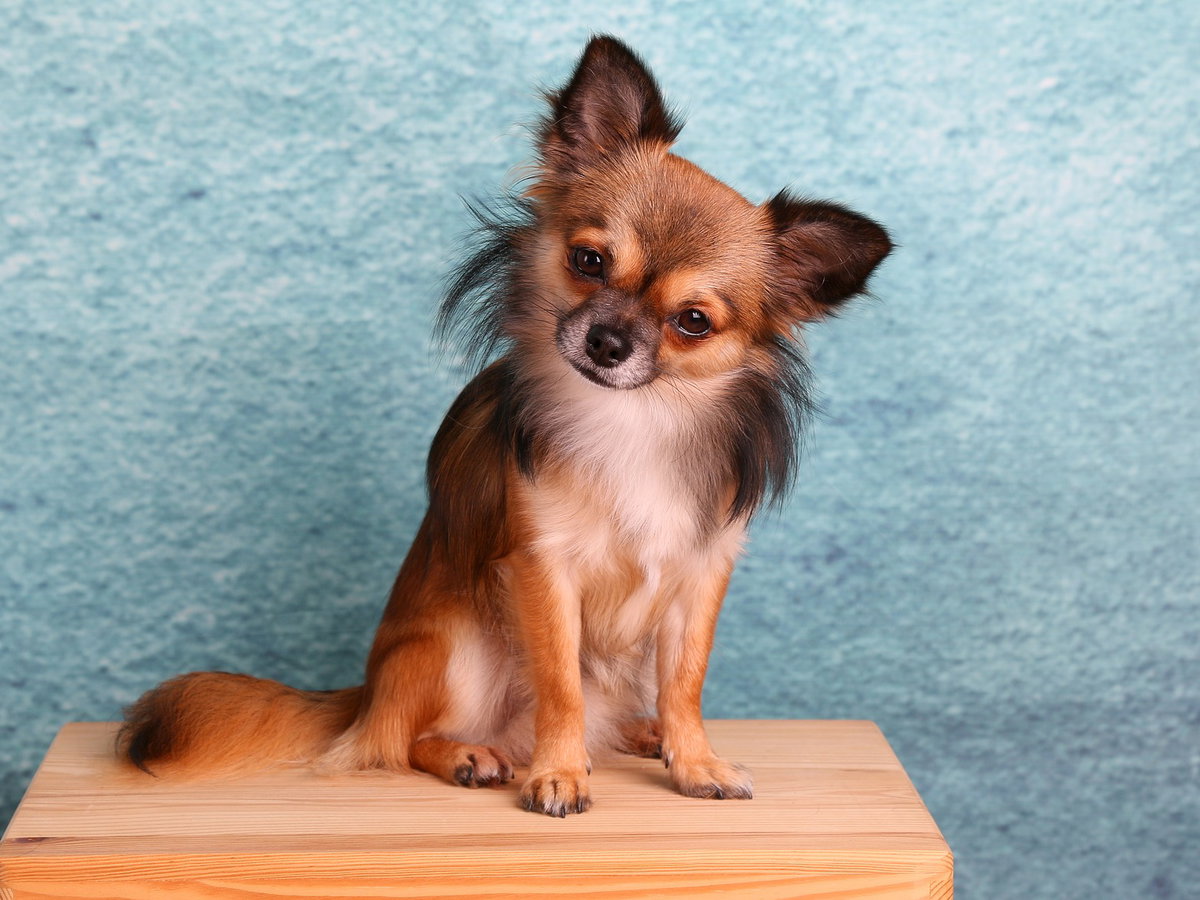 Chihuahua hält seinen Kopf schief.