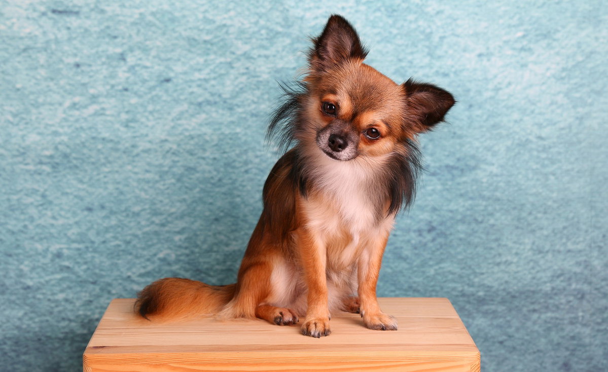 Chihuahua hält seinen Kopf schief.