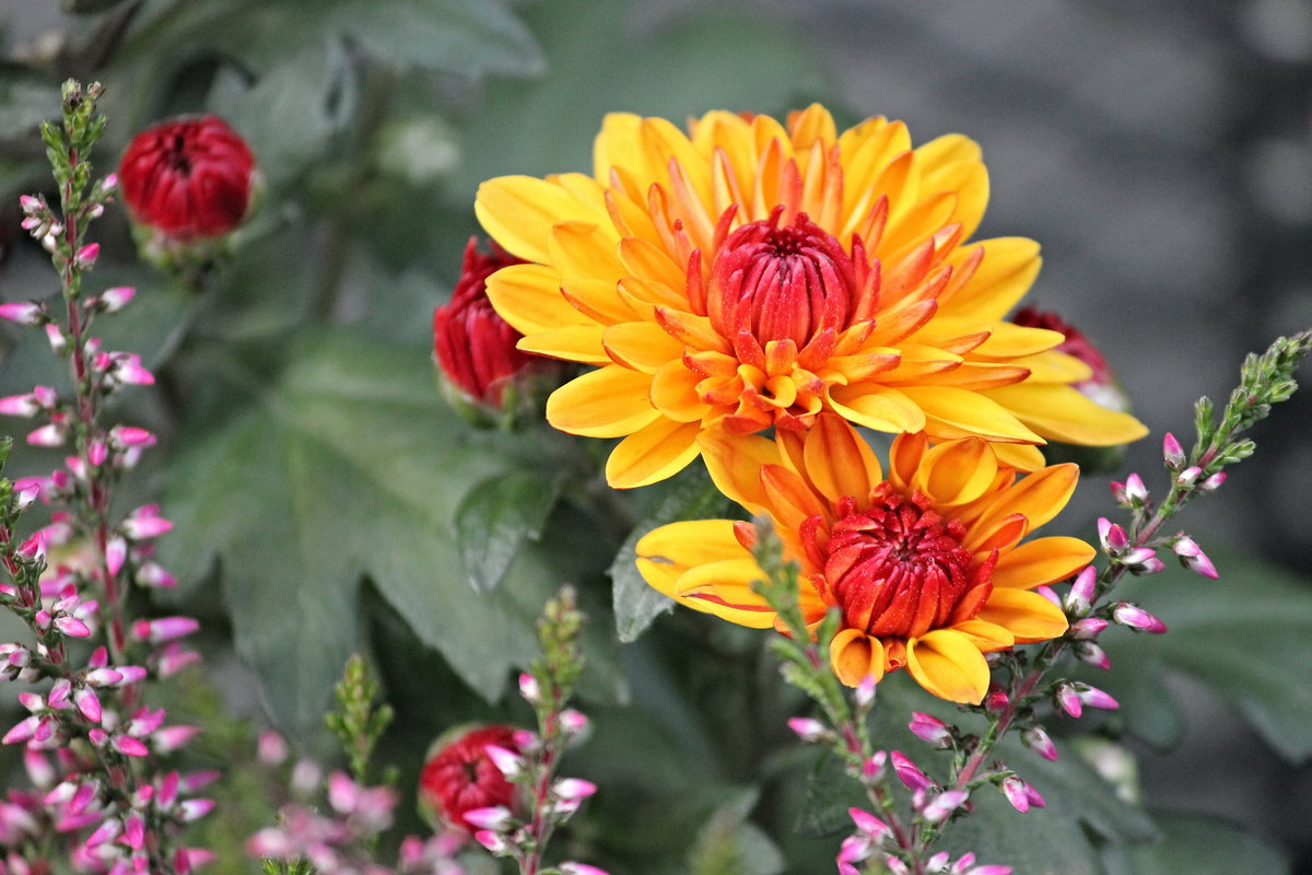 Chrysantheme