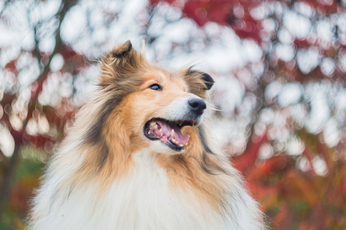 Collie
