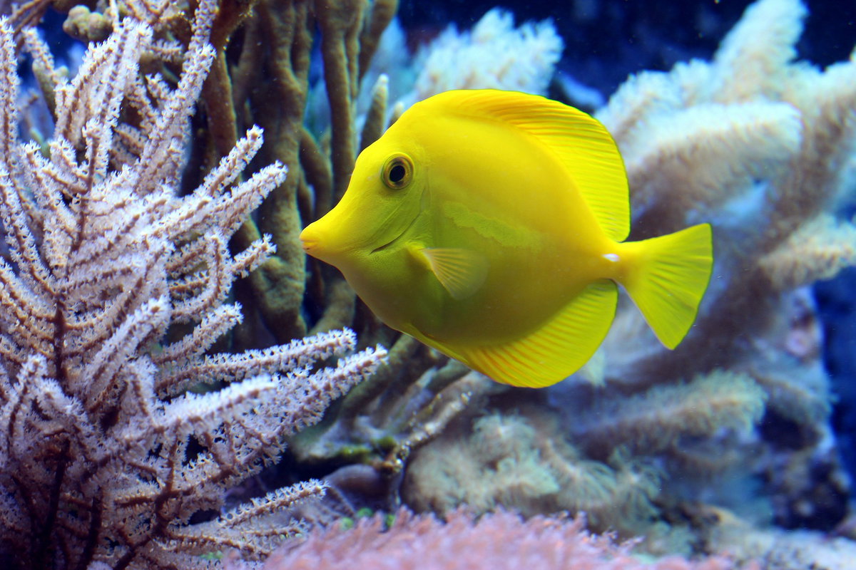 Fisch