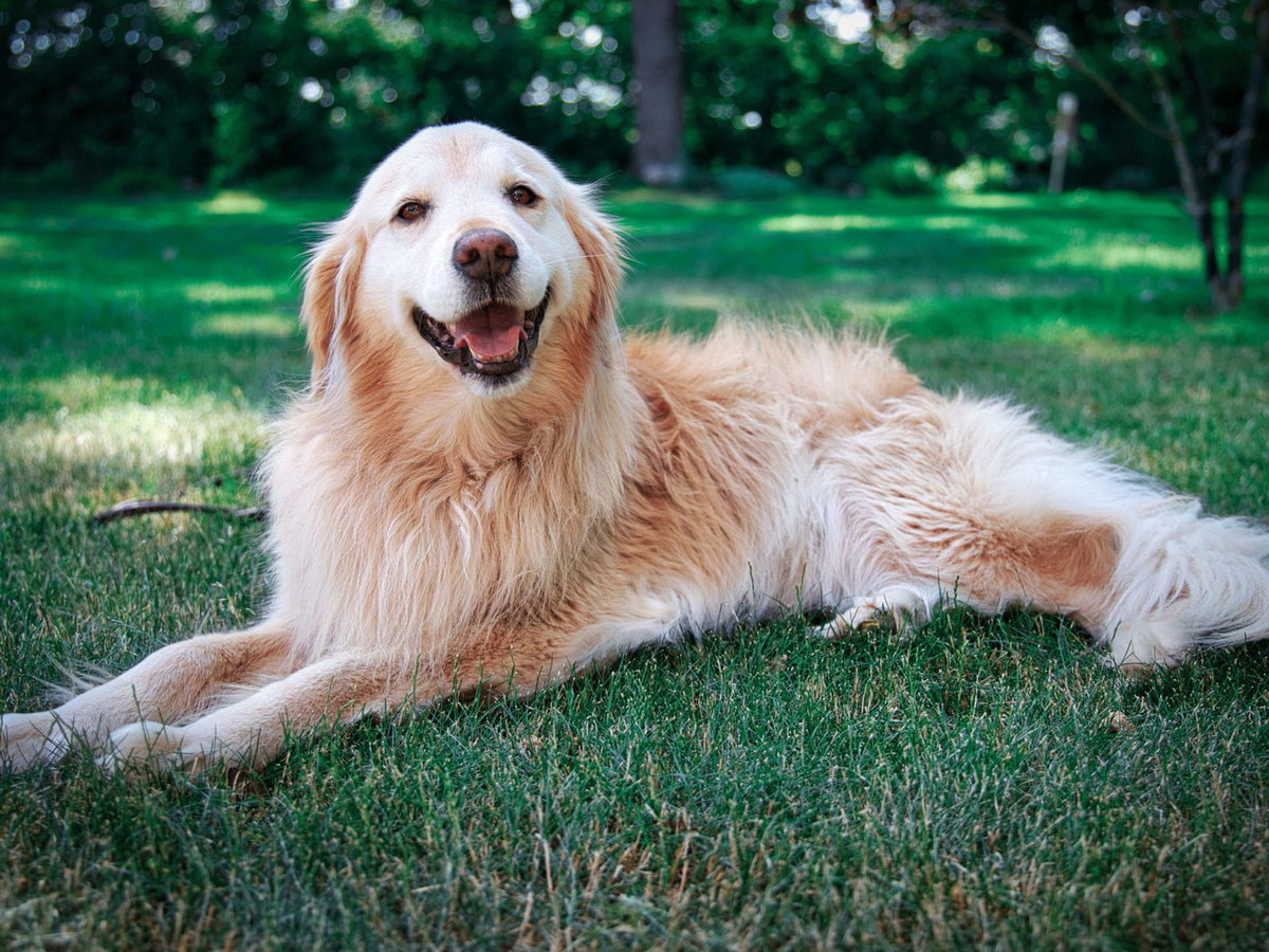 Golden Retriever