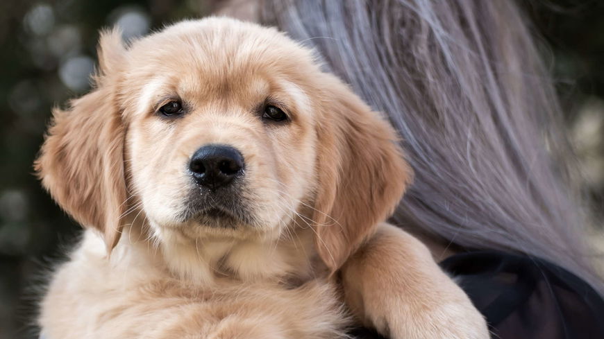 Golden Retriever: Was du über diese Hunderasse wissen solltest