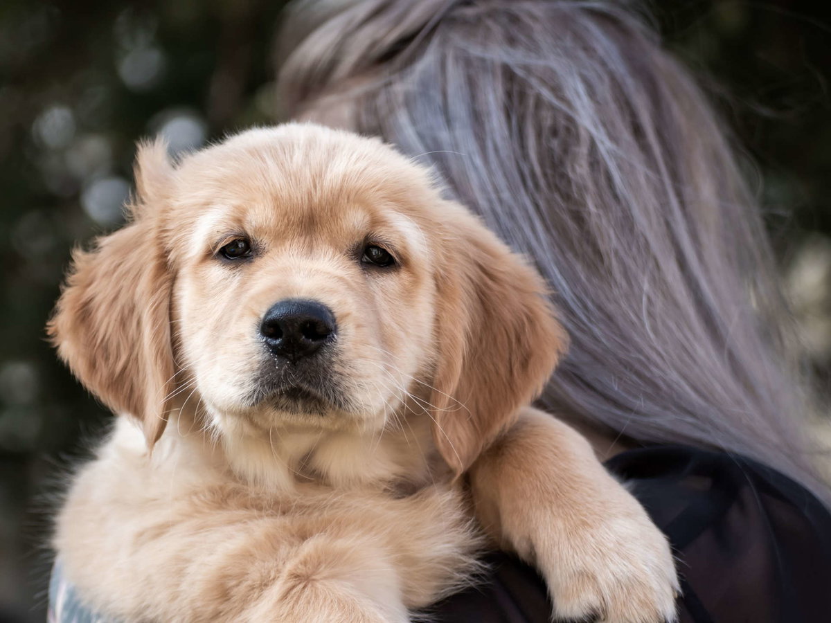 Golden Retriever