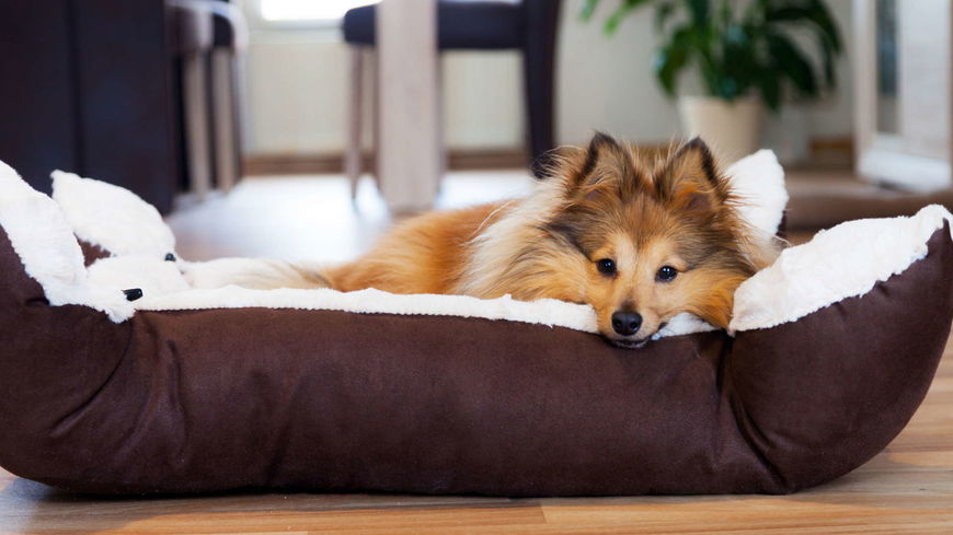 Hundekorb: Diese 5 Hundebetten wird dein Haustier lieben