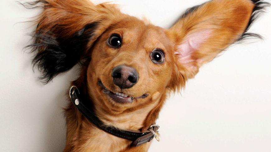 Hundeohren reinigen: Diese 3 Dinge solltet ihr beachten