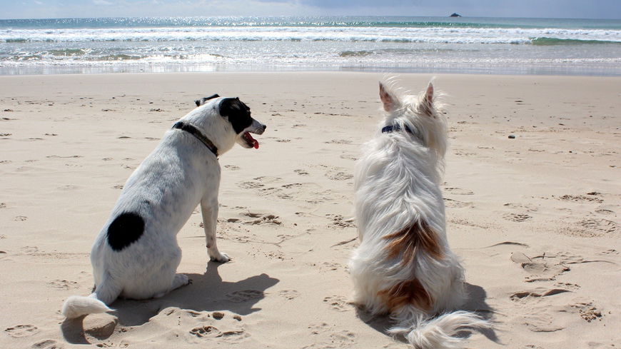 Hund ans Wasser gewöhnen: 5 Fehler, die du niemals machen darfst