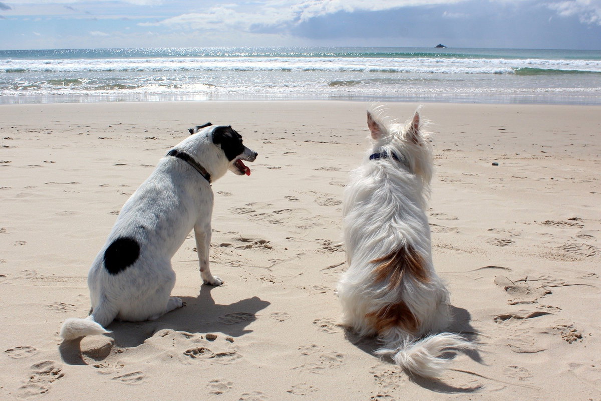 Hunde am Meer