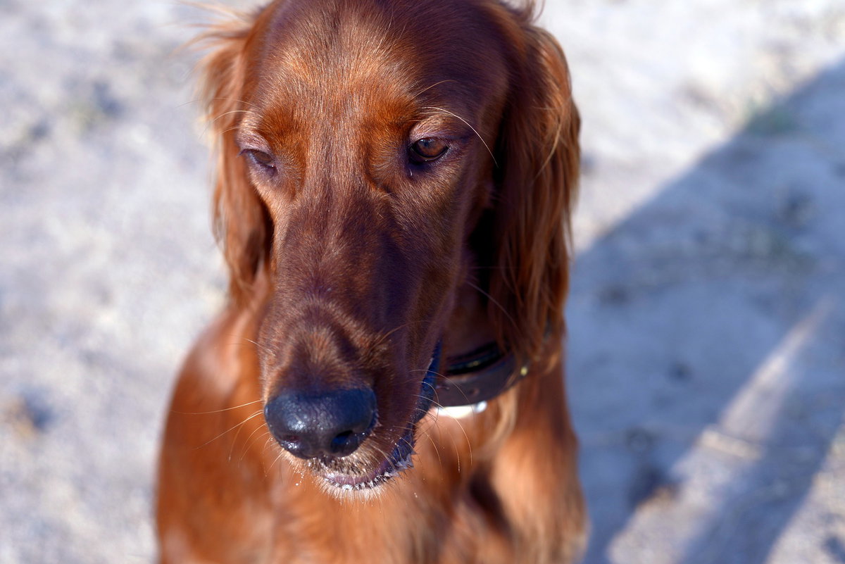 Irish Setter