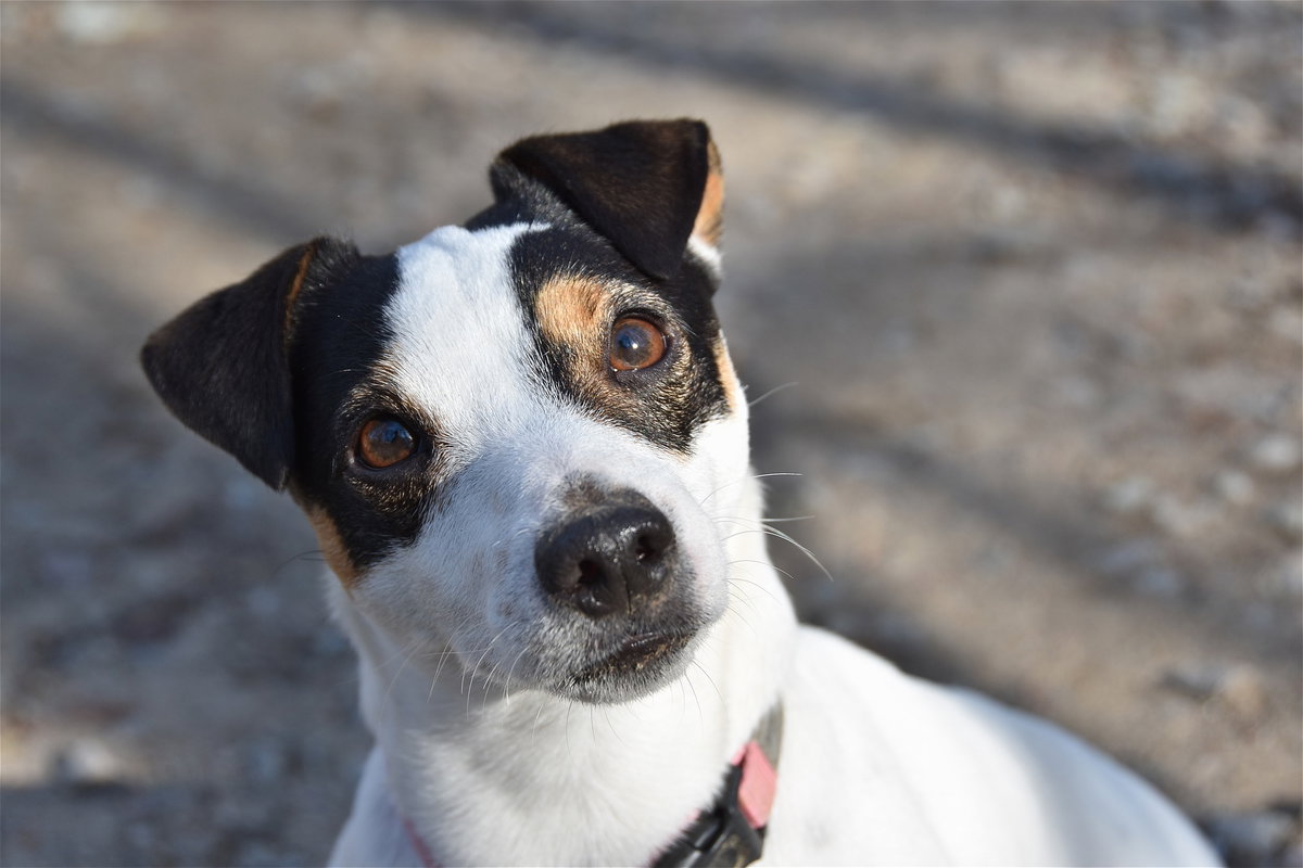 Hund Jack Russel