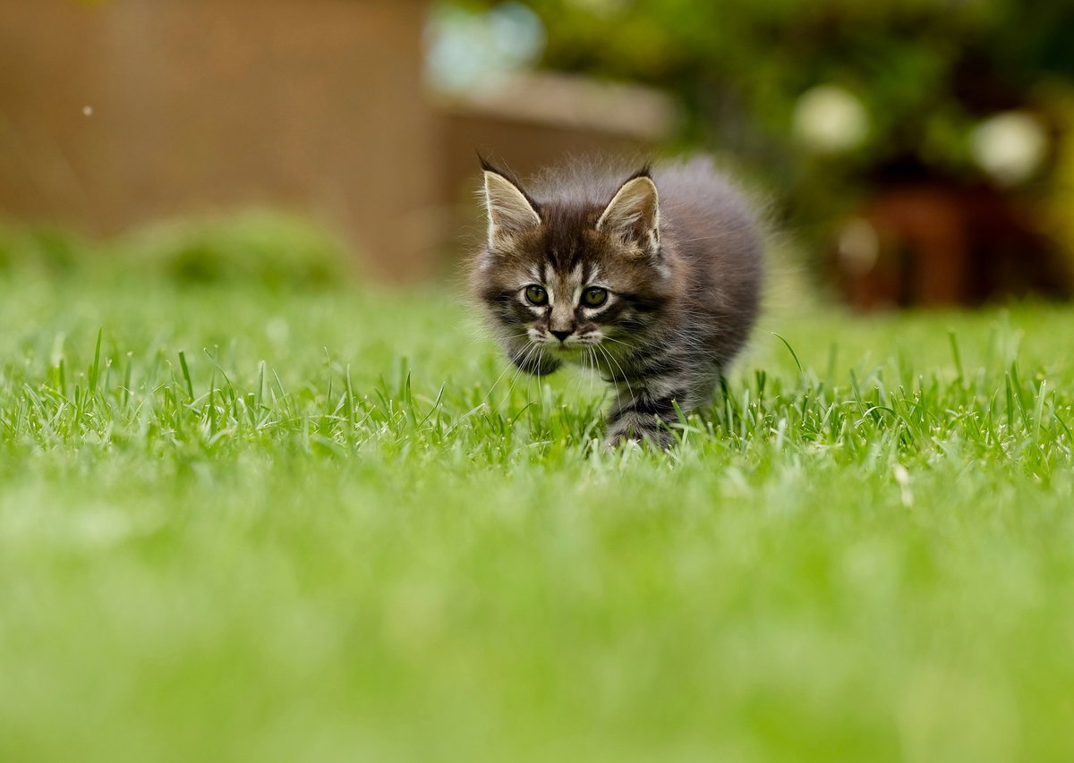 Katze Baby