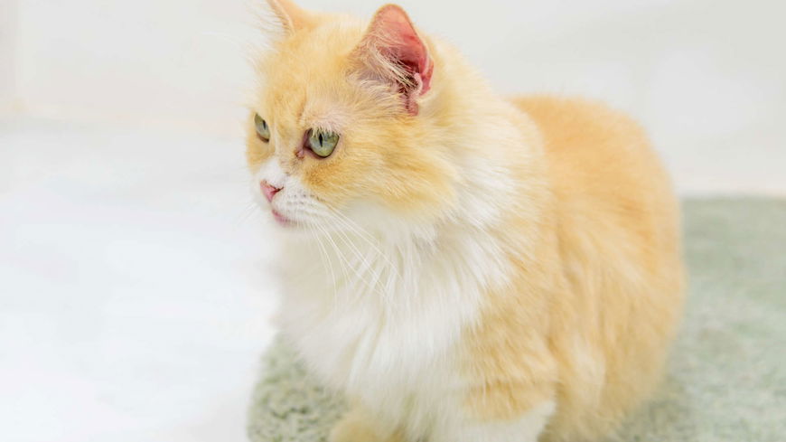 4 Katzenrassen, die eher klein bleiben