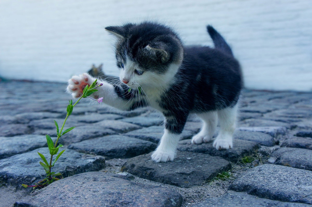 Katzenbaby mit Blume