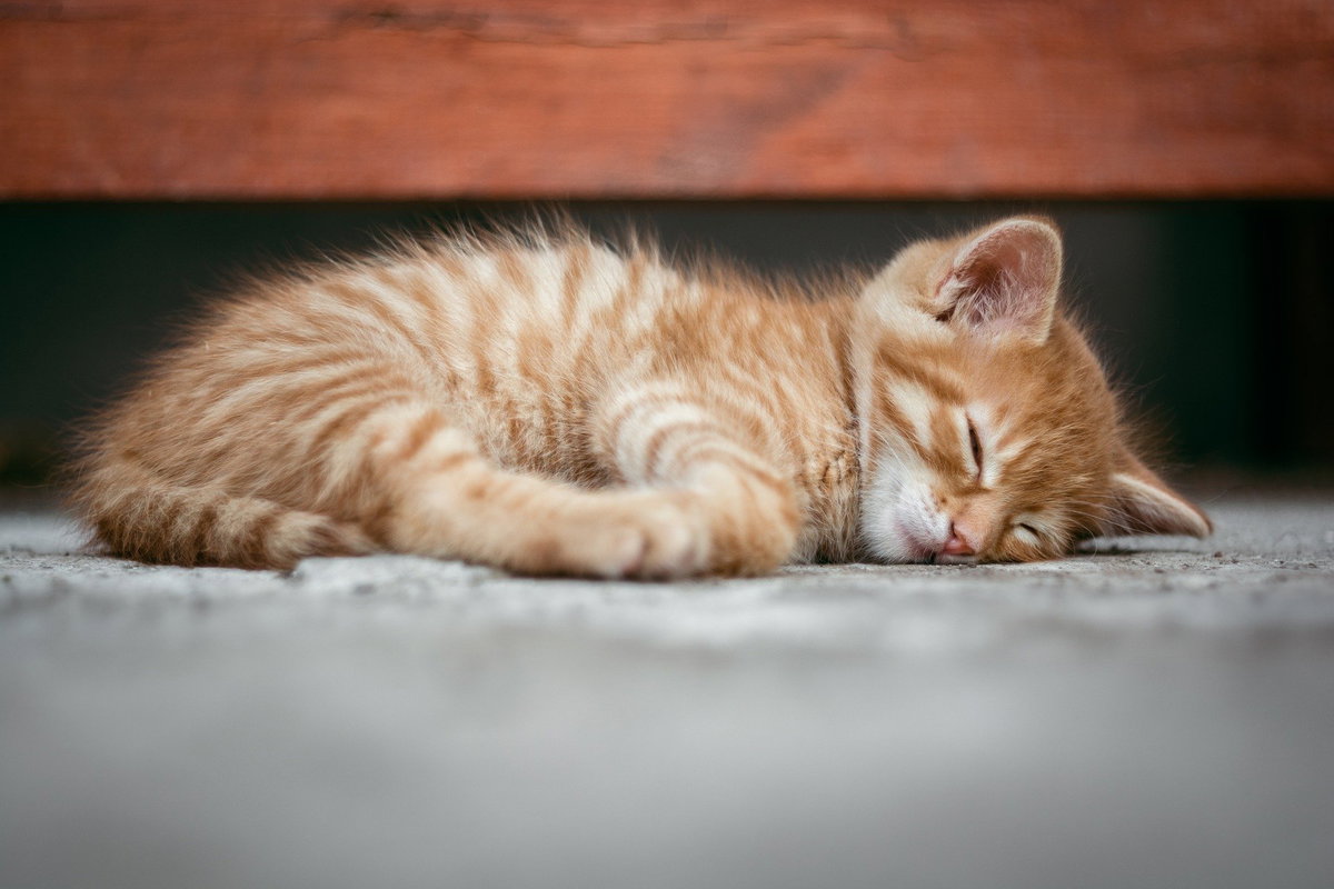 Kleine Katze schläft