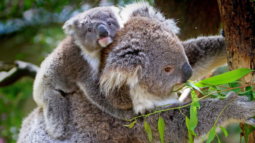 So niedlich: Das sind die 11 süßesten Tierbabys